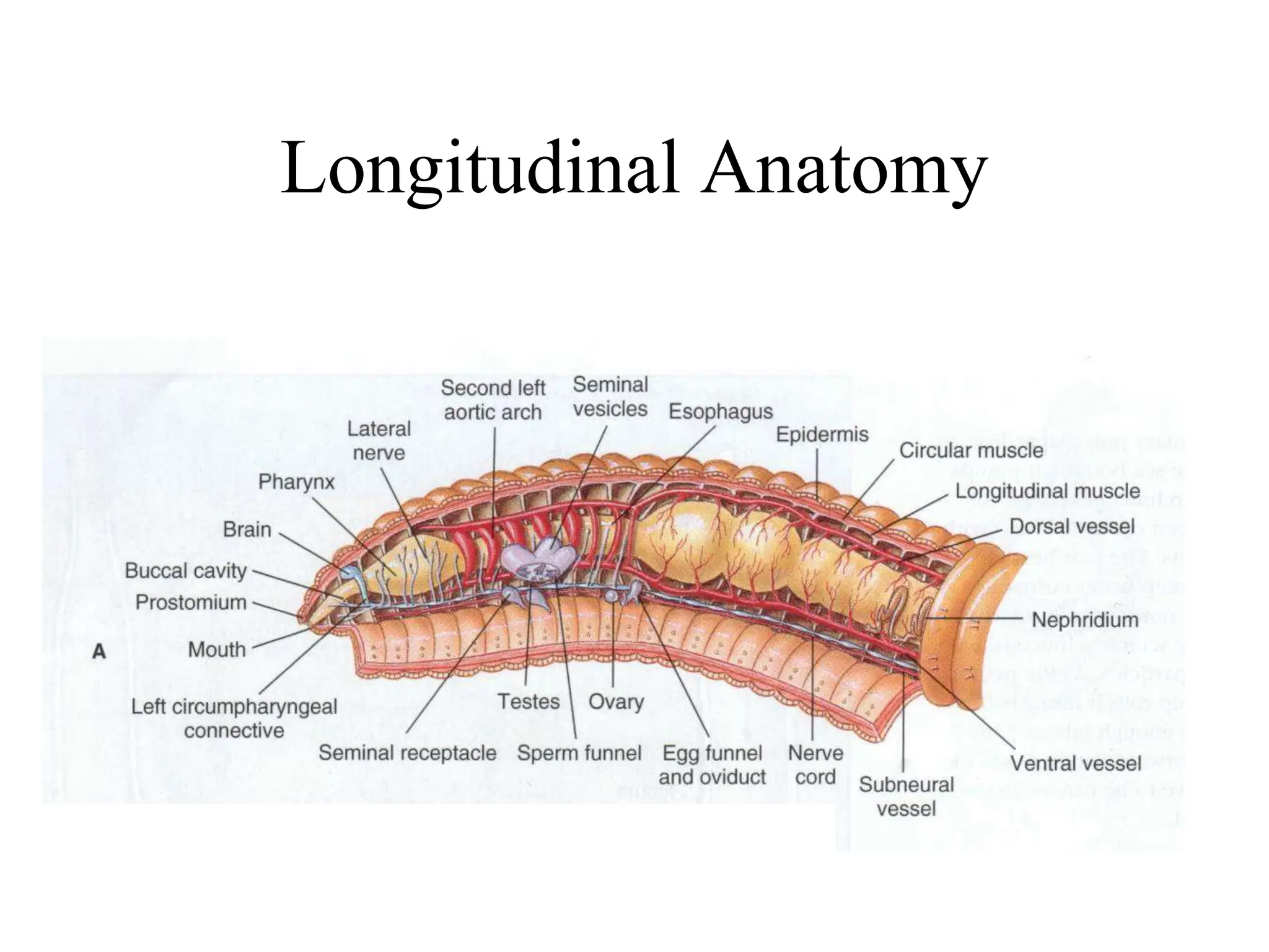 Longitudinal Anatomy
 