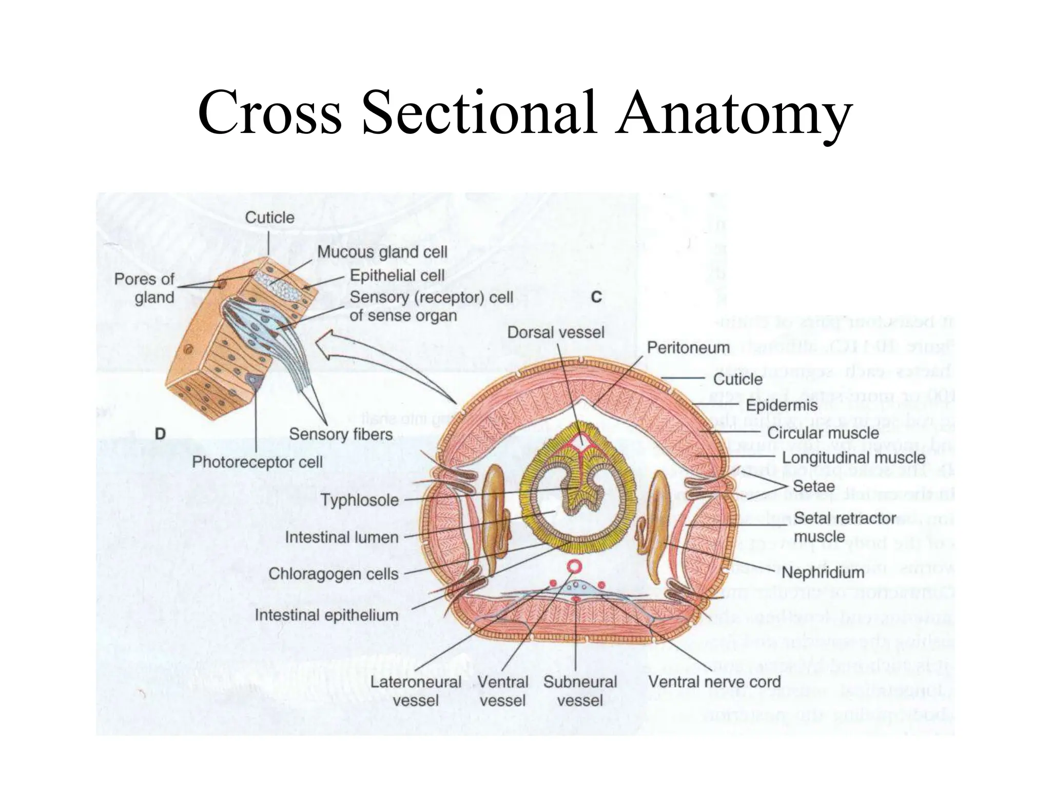 Cross Sectional Anatomy
 