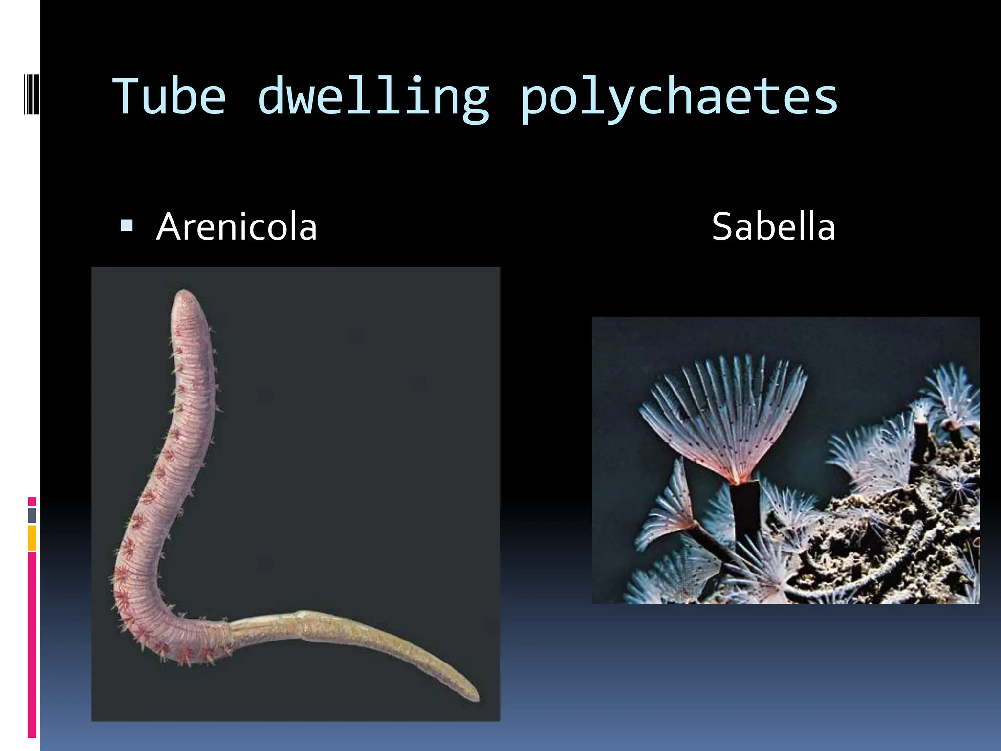 Tube dwelling polychaetes
 Arenicola Sabella
 