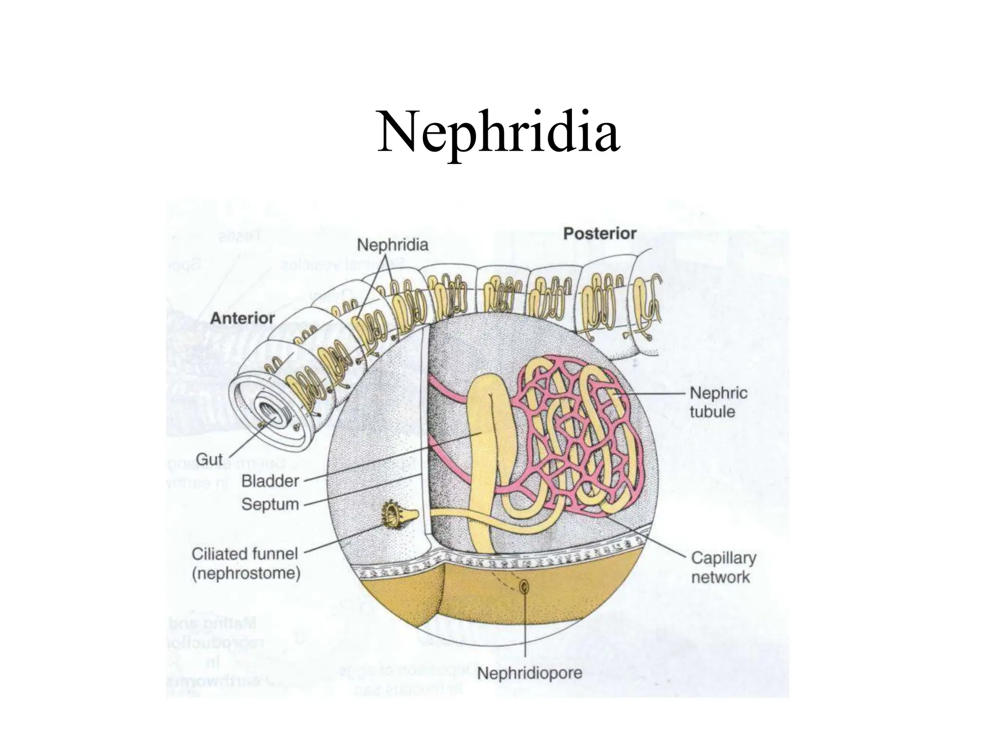 Nephridia
 