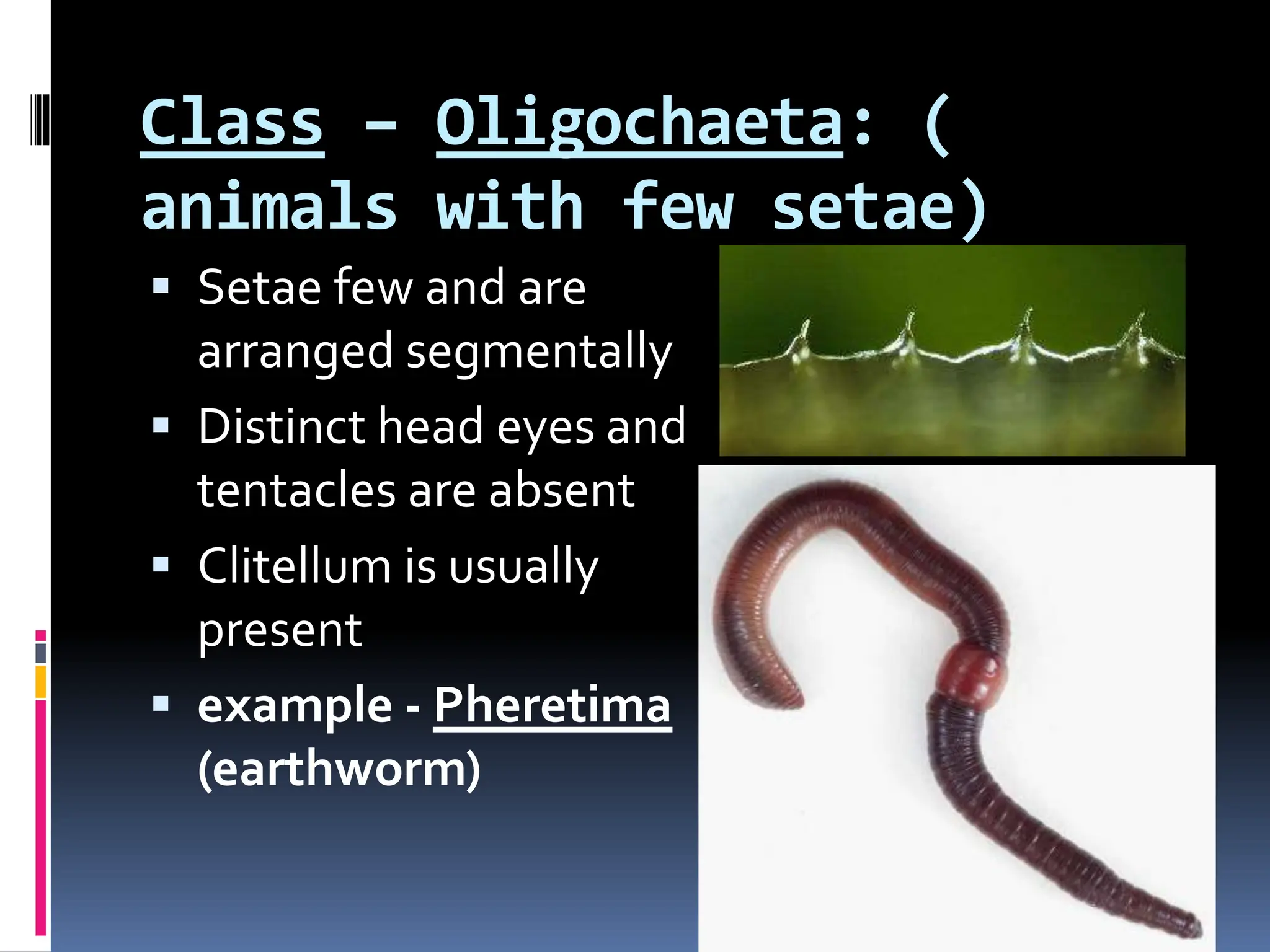 Class – Oligochaeta: (
animals with few setae)
 Setae few and are
arranged segmentally
 Distinct head eyes and
tentacles are absent
 Clitellum is usually
present
 example - Pheretima
(earthworm)
 