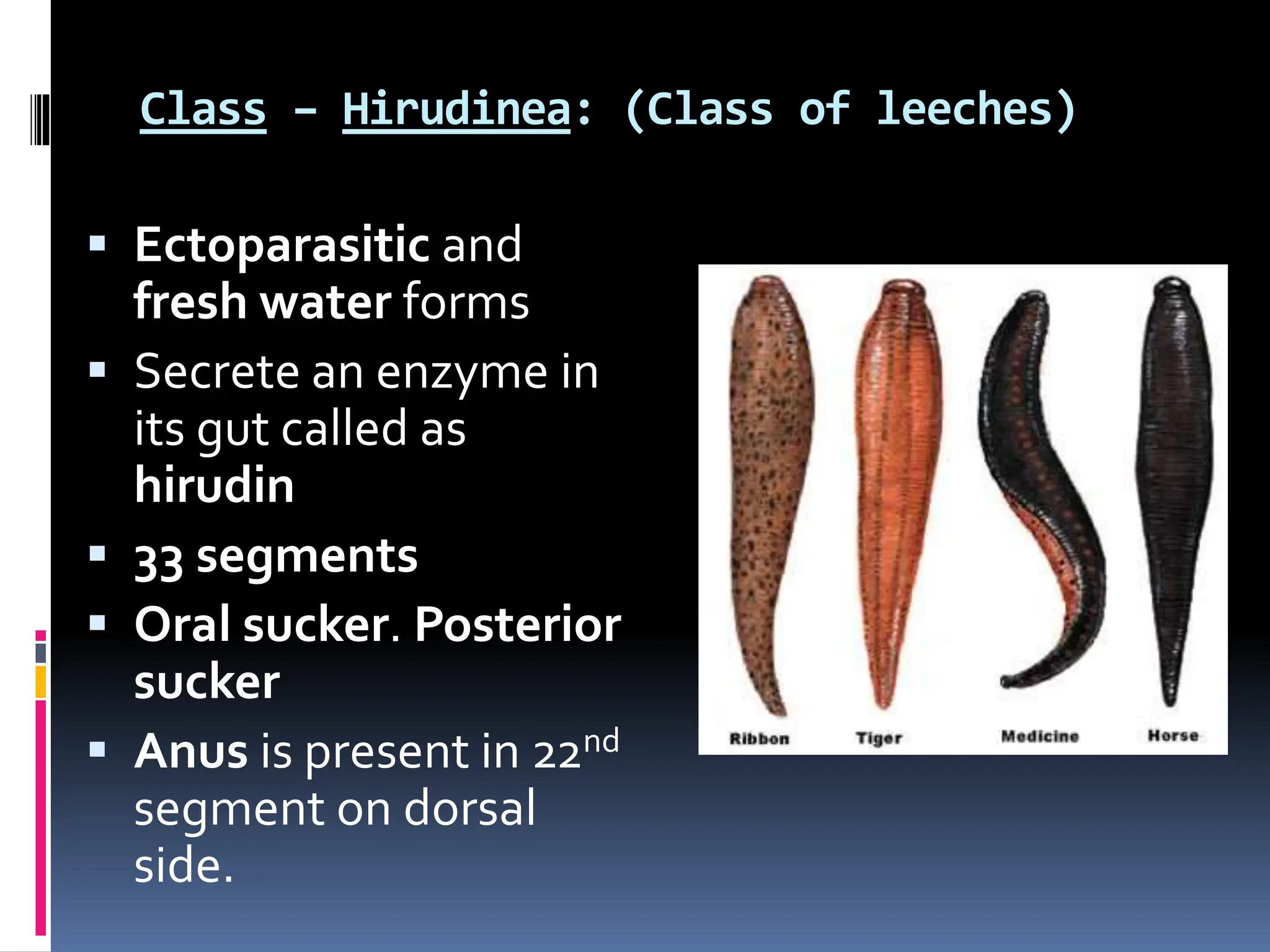Class – Hirudinea: (Class of leeches)
 Ectoparasitic and
fresh water forms
 Secrete an enzyme in
its gut called as
hirudin
 33 segments
 Oral sucker. Posterior
sucker
 Anus is present in 22nd
segment on dorsal
side.
 