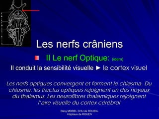 Les nerfs crâniens
               II Le nerf Optique: (idem)
 Il conduit la sensibilité visuelle ► le cortex visuel

Les nerfs optiques convergent et forment le chiasma. Du
 chiasma, les tractus optiques rejoignent un des noyaux
  du thalamus. Les neurofibres thalamiques rejoignent
             l’aire visuelle du cortex cérébral
                    Dany MOREL CHU de ROUEN-
                                        ROUEN-
                         Hôpitaux de ROUEN
 