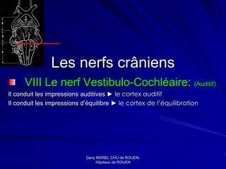 Les nerfs crâniens
      VIII Le nerf Vestibulo-Cochléaire: (Auditif)
Il conduit les impressions auditives ► le cortex auditif
Il conduit les impressions d’équilibre ► le cortex de l’équilibration




                            Dany MOREL CHU de ROUEN-
                                                ROUEN-
                                 Hôpitaux de ROUEN
 