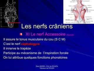 Les nerfs crâniens
               XI Le nerf Accessoire (Spinal)
Il assure le tonus musculaire du cou (S C M)
C’est le nerf céphalogyre
Il innerve le trapèze
Participe au mécanisme de l’inspiration forcée
On lui attribue quelques fonctions phonatoires

                      Dany MOREL CHU de ROUEN-
                                          ROUEN-
                           Hôpitaux de ROUEN
 