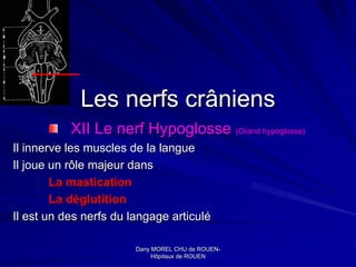 Les nerfs crâniens
           XII Le nerf Hypoglosse (Grand hypoglosse)
Il innerve les muscles de la langue
Il joue un rôle majeur dans
        La mastication
        La déglutition
Il est un des nerfs du langage articulé

                        Dany MOREL CHU de ROUEN-
                                            ROUEN-
                             Hôpitaux de ROUEN
 