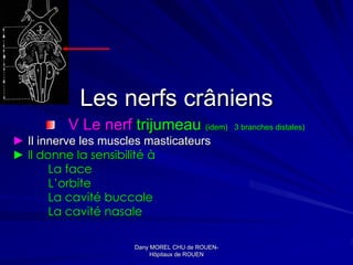Les nerfs crâniens
          V Le nerf trijumeau (idem)               3 branches distales)
► Il innerve les muscles masticateurs
► Il donne la sensibilité à
       La face
       L’orbite
       La cavité buccale
       La cavité nasale

                      Dany MOREL CHU de ROUEN-
                                          ROUEN-
                           Hôpitaux de ROUEN
 