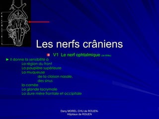 Les nerfs crâniens
                           V1 Le nerf ophtalmique (de Willis)
► Il donne la sensibilité à
         La région du front
         La paupière supérieure
         La muqueuse
                   de la cloison nasale,
                   des sinus
         la cornée
         La glande lacrymale
         La dure mère frontale et occipitale



                               Dany MOREL CHU de ROUEN-
                                                   ROUEN-
                                    Hôpitaux de ROUEN
 