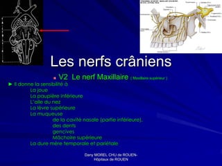 Les nerfs crâniens
                      V2 Le nerf Maxillaire ( Maxillaire supérieur )
                                                         supé
► Il donne la sensibilité à
         La joue
         La paupière inférieure
         L’aile du nez
         La lèvre supérieure
         La muqueuse
                   de la cavité nasale (partie inférieure),
                   des dents
                   gencives
                   Mâchoire supérieure
         La dure mère temporale et pariétale

                                 Dany MOREL CHU de ROUEN-
                                                     ROUEN-
                                      Hôpitaux de ROUEN
 