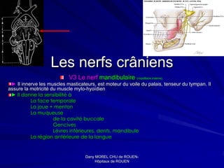 Les nerfs crâniens
                           V3 Le nerf mandibulaire (maxillaire interne)
 ► Il innerve les muscles masticateurs, est moteur du voile du palais, tenseur du tympan. Il
assure la motricité du muscle mylo-hyoïdien
 ► Il donne la sensibilité à
          La face temporale
          La joue + menton
          La muqueuse
                     de la cavité buccale
                     Gencives
                     Lèvres inférieures, dents, mandibule
          La région antérieure de la langue


                                   Dany MOREL CHU de ROUEN-
                                                       ROUEN-
                                        Hôpitaux de ROUEN
 