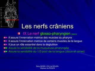 Les nerfs crâniens
              IX Le nerf glosso-pharyngien (idem)
► Il assure l’innervation motrice des muscles du pharynx
► Il assure l’innervation motrice de certains muscles de la langue
► Il joue un rôle essentiel dans la déglutition
► Assure la sensibilité de la muqueuse pharyngée
► Assure la sensibilité du 1/3 post de la langue (doux et amer)




                         Dany MOREL CHU de ROUEN-
                                             ROUEN-
                              Hôpitaux de ROUEN
 