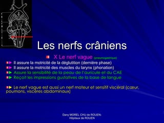 Les nerfs crâniens
                        X Le nerf vague (pneumogastrique)
 ► Il assure la motricité de la déglutition (dernière phase)
 ► Il assure la motricité des muscles du larynx (phonation)
 ► Assure la sensibilité de la peau de l’auricule et du CAE
 ► Reçoit les impressions gustatives de la base de langue

 ► Le nerf vague est aussi un nerf moteur et sensitif viscéral (cœur,
poumons, viscères abdominaux)




                             Dany MOREL CHU de ROUEN-
                                                 ROUEN-
                                  Hôpitaux de ROUEN
 