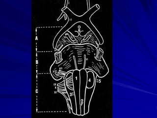 Dany MOREL CHU de ROUEN-
                    ROUEN-
     Hôpitaux de ROUEN
 