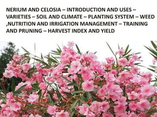 NERIUM AND CELOSIA – INTRODUCTION AND USES –
VARIETIES – SOIL AND CLIMATE – PLANTING SYSTEM – WEED
,NUTRITION AND IRRIGATION MANAGEMENT – TRAINING
AND PRUNING – HARVEST INDEX AND YIELD
 