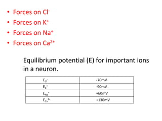 Forces on Cl-Forces on K+Forces on Na+Forces on Ca2+Equilibrium potential (E) for important ions 	in a neuron.