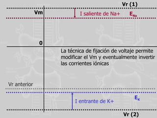 Vm 0 E Na E K Vr (2) La técnica de fijación de voltaje permite modificar el Vm y eventualmente invertir las corrientes iónicas Vr (1) I saliente de Na+ I entrante de K+ Vr anterior 