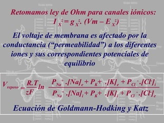 Ecuación de Goldmann-Hodking y Katz Retomamos ley de Ohm para canales iónicos: I  X z   = g  X z .  (Vm – E  X z ) El voltaje de membrana es afectado por la conductancia (“permeabilidad”) a los diferentes iones y sus correspondientes potenciales de equilibrio V reposo = R.T zF ln P Na +  . [Na] e   + P K +  . [K] e   + P Cl   -  . [Cl - ] i P Na +  . [Na] i   + P K +  . [K] i   + P Cl   -  . [Cl - ] e 