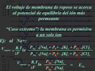 El voltaje de membrana de reposo se acerca al potencial de equilibrio del ión más permeante “ Caso extremo”: la membrana es permisiva  a un solo ion Ej:  al  Na+:  V reposo = R.T zF ln P Na +  . [Na] e   + P K +  . [K] e   + P Cl   -  . [Cl - ] i P Na +  . [Na] i   + P K +  . [K] i   + P Cl   -  . [Cl - ] e V reposo = R.T zF ln P Na +  . [Na] e P Na +  . [Na] i   = E Na 