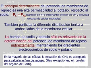 La  bomba de sodio y potasio  sólo es relevante en la determinación del  potencial de membrana de reposo   indirectamente ,  manteniendo los gradientes electroquímicos de sodio y potasio En la mayoría de las células la  ecuación de GHK  es  apropiada para calcular el Vm de reposo . (Hay excepciones, ej: células del órgano de Corti). El  principal determinente  del potencial de membrana de reposo es una alta permeabilidad al potasio, respecto al sodio:  P K   >  P Na  (cambios en K+e importantes efectos en Vm y actividad eléctrica de células excitables)   También participa la diferente distribución iónica a ambos lados de la membrana celular 