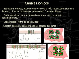 -  Estructura proteica, pueden tener una sóla o más subunidades (forman: dímeros, trímeros, tetrámeros, pentámeros) ó seudounidades.  Cada subunidad  (o seudounidad) presenta varios segmentos transmembrana. Especificidad: “filtro de selectividad” Adoptan diferentes conformaciones:  estados  del canal Canales iónicos 
