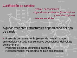 Clasificación de canales :   - voltaje-dependientes - ligando-dependientes (ionotrópicos y metabotrópicos) - mecanosensibles  Algunas  variantes estructurales  dependiendo del  tipo de canal : -  Presencia de segmento S4 (sensor de voltaje): grupo aminoacídico cargado que se mueve dependiendo del voltaje de membrana. -  Presencia de zonas de unión a ligandos. -  Mecanosensibles: mecanismo no bien comprendido 