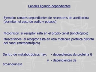 Canales ligando-dependientes Ejemplo: canales dependientes de receptores de acetilcolina (permiten el paso de sodio y potasio) Nicotínicos: el receptor está en el propio canal (ionotrópico) Muscarínicos: el receptor está en otra molécula proteica distinta del canal (metabotrópico) Dentro de metabotrópicos hay:  - dependientes de proteína G y  - dependientes de tirosinquinasa 