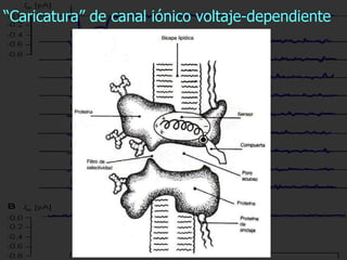 “ Caricatura” de canal iónico voltaje-dependiente 