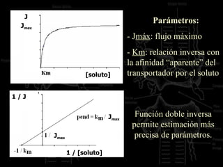 Parámetros: - J máx : flujo máximo -  Km : relación inversa con la afinidad “aparente” del transportador por el soluto Función doble inversa permite estimación más precisa de parámetros. [  ] [  ] J J max 1 / J [soluto] 1 / [soluto] J max J max 