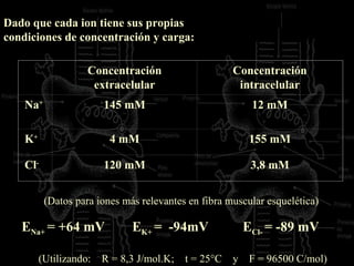 Dado que cada ion tiene sus propias condiciones de concentración y carga: (Datos para iones más relevantes en fibra muscular esquelética)   (Utilizando:  R = 8,3 J/mol.K;  t = 25°C  y  F = 96500 C/mol) E Na+  = +64 mV  E K+  =  -94mV  E Cl-  = -89 mV   Concentración extracelular Concentración intracelular Na + 145 mM 12 mM K + 4 mM 155 mM Cl - 120 mM 3,8 mM 