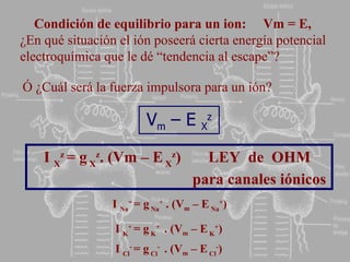 Condición de equilibrio para un ion:  Vm = E,   ¿En qué situación el ión poseerá cierta energía potencial electroquímica que le dé “tendencia al escape”?  I  X z   = g  X z .  (Vm – E  X z )  LEY  de  OHM  para canales iónicos I  Na +   = g  Na +  . (V m  – E  Na + ) I  K +   = g  K +   .  (V m  – E  K + )   Ó ¿Cuál será la fuerza impulsora para un ión? I  Cl -   = g  Cl -   .  (V m  – E  Cl - )   V m  – E  X z 