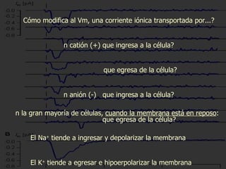 ¿Cómo modifica al Vm, una corriente iónica transportada por...? un catión (+) que ingresa a la célula? que egresa de la célula? un anión (-)  que ingresa a la célula? que egresa de la célula? En la gran mayoría de células,  cuando la membrana está en reposo : -       El Na +  tiende a ingresar y depolarizar la membrana -       El K +  tiende a egresar e hipoerpolarizar la membrana -  El Cl -  está en equilibrio (no tiene tendencia al escape)   