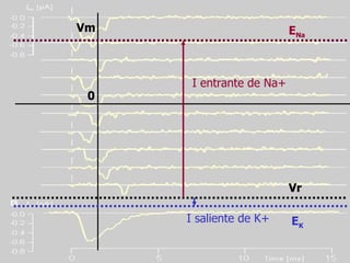 Vm 0 E Na E K Vr I entrante de Na+ I saliente de K+ 