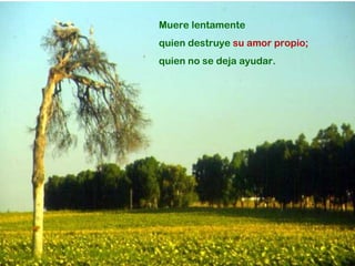 Muere lentamente quien destruye  su amor propio; quien no se deja ayudar. 