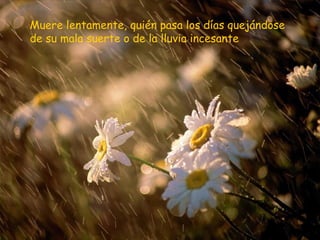 Muere lentamente, quién pasa los días quejándose
de su mala suerte o de la lluvia incesante
 