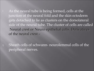  As the neural tube is being formed, cells at the
junction of the neural fold and the skin ectoderm
gets detached to lie as clusters on the dorsolateral
side of the neural tube. The cluster of cells are called
Neural crest or Neuro epithelial cells. DerivativesNeural crest or Neuro epithelial cells. Derivatives
of the neural crest –of the neural crest –
1. Sheath cells of schwann- neurolemmal cells of the
peripheral nerves.
 