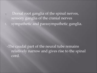 2.2. Dorsal root ganglia of the spinal nerves,
sensory ganglia of the cranial nerves
3. sympathetic and parasympathetic ganglia.
-The caudal part of the neural tube remains
relatively narrow and gives rise to the spinal
cord.
 