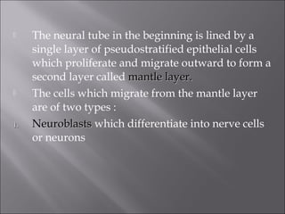  The neural tube in the beginning is lined by a
single layer of pseudostratified epithelial cells
which proliferate and migrate outward to form a
second layer called mantle layer.mantle layer.
 The cells which migrate from the mantle layer
are of two types :
1.1. NeuroblastsNeuroblasts which differentiate into nerve cells
or neurons
 