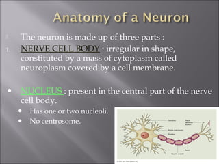  The neuron is made up of three parts :
1. NERVE CELL BODY : irregular in shape,
constituted by a mass of cytoplasm called
neuroplasm covered by a cell membrane.
• NUCLEUS : present in the central part of the nerve
cell body.
• Has one or two nucleoli.
• No centrosome.
 