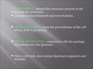  NEUROFIBRILS : thread like structure present in the
soma and the processes.
 Consist of neurofilament and microtubules.
 MITOCHONDRIA : form the powerhouse of the cell
where ATP is produced.
 GOLGI APPARATUS : concerned with the package
of proteins into the granules.
 Nerve cell body also contain lipofuscin pigment and
melanin.
 