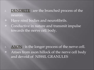 2. DENDRITE : are the branched process of the
neuron.
 Have nissl bodies and neurofibrils.
 Conductive in nature and transmit impulse
towards the nerve cell body.
3. AXON : is the longer process of the nerve cell.
 Arises from axon hillock of the nerve cell body
and devoid of NISSIL GRANULES
 