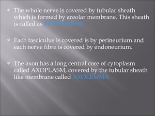  The whole nerve is covered by tubular sheath
which is formed by areolar membrane. This sheath
is called as EPINEURIUM.
 Each fasciculus is covered is by perineurium and
each nerve fibre is covered by endoneurium.
 The axon has a long central core of cytoplasm
called AXOPLASM, covered by the tubular sheath
like membrane called AXOLEMMA
 