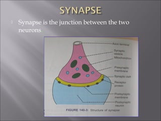  Synapse is the junction between the two
neurons.
 