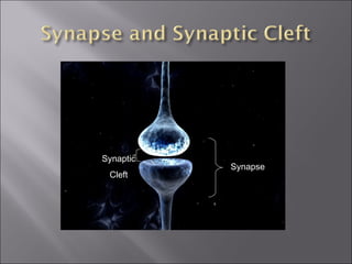 Synapse
Synaptic
Cleft
 