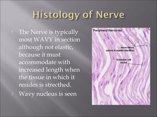 The Nerve is typically
most WAVY in section
although not elastic,
because it must
accommodate with
increased length when
the tissue in which it
resides is strecthed.
 Wavy nucleus is seen
 