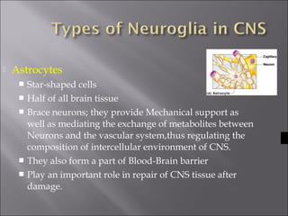  Astrocytes
 Star-shaped cells
 Half of all brain tissue
 Brace neurons; they provide Mechanical support as
well as mediating the exchange of metabolites between
Neurons and the vascular system,thus regulating the
composition of intercellular environment of CNS.
 They also form a part of Blood-Brain barrier
 Play an important role in repair of CNS tissue after
damage.
 