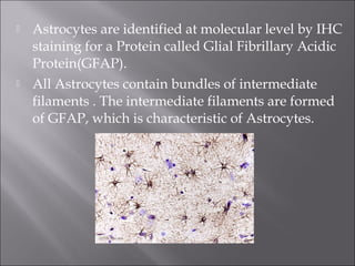  Astrocytes are identified at molecular level by IHC
staining for a Protein called Glial Fibrillary Acidic
Protein(GFAP).
 All Astrocytes contain bundles of intermediate
filaments . The intermediate filaments are formed
of GFAP, which is characteristic of Astrocytes.
 