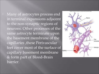  Many of astrocytes process end
in terminal expansions adjacent
to the non-synaptic regions of
neurons. Other processes of the
same astrocyte terminate upon
the basement membrane of the
capillaries ,these Perivascular
feet cover most of the surface of
capillary basement membrane
& form part of Blood-Brain
barrier.
 