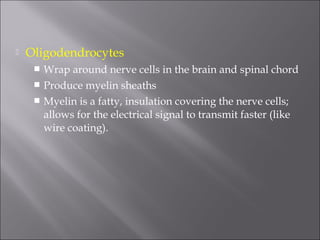  Oligodendrocytes
 Wrap around nerve cells in the brain and spinal chord
 Produce myelin sheaths
 Myelin is a fatty, insulation covering the nerve cells;
allows for the electrical signal to transmit faster (like
wire coating).
 