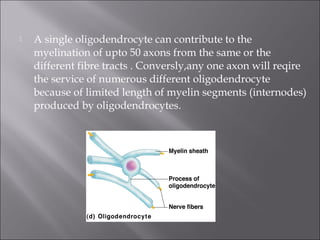  A single oligodendrocyte can contribute to the
myelination of upto 50 axons from the same or the
different fibre tracts . Conversly,any one axon will reqire
the service of numerous different oligodendrocyte
because of limited length of myelin segments (internodes)
produced by oligodendrocytes.
 