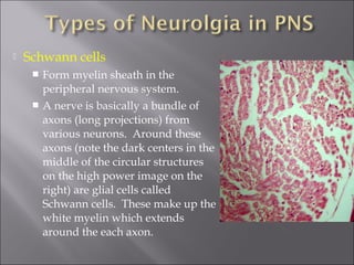  Schwann cells
 Form myelin sheath in the
peripheral nervous system.
 A nerve is basically a bundle of
axons (long projections) from
various neurons.  Around these
axons (note the dark centers in the
middle of the circular structures
on the high power image on the
right) are glial cells called
Schwann cells.  These make up the
white myelin which extends
around the each axon. 
 